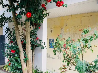 Jardin de l'établissement Charmant T2 très cosy au calme en hyper centre.