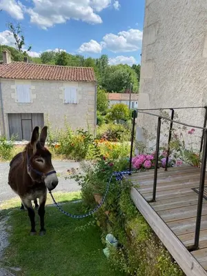 Animaux dans la maison de vacances ou à proximité