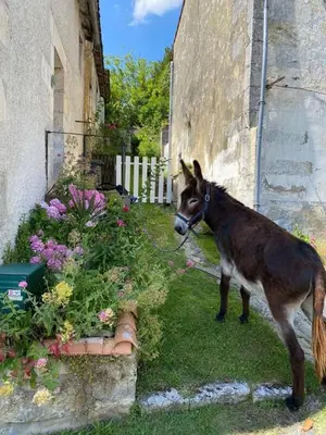 Animaux dans la maison de vacances ou à proximité