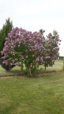 Jardin de l'établissement 