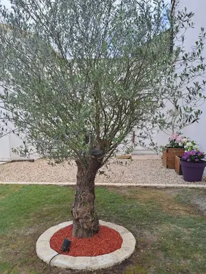 Jardin de l'établissement Maison dépaysante au calme Soyaux Angoulême