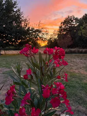 Jardin de l'établissement Gîte Chez Père Thomas pour 2-3 pers