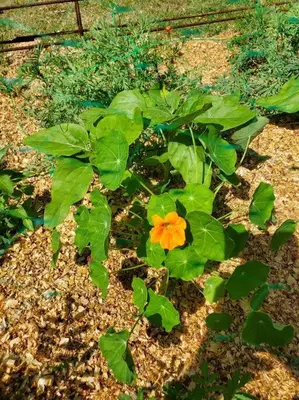 Jardin de l'établissement La Grelauderie 2