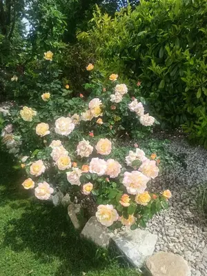 Jardin de l'établissement Philippe et Éliane