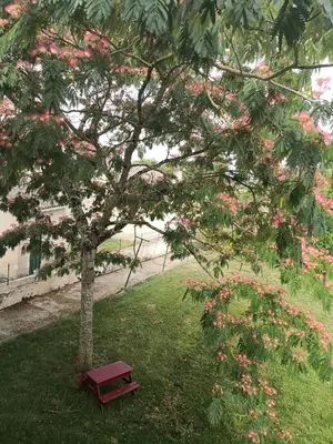 Jardin de l'établissement L 'ALBIZIA