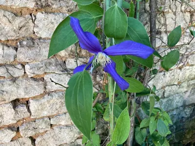 Jardin de l'établissement La maison de Léon