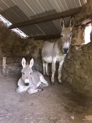 Animal ou animaux domestique(s) séjournant avec des clients dans l'établissement TENTE AU PLUS PROCHE DES ÂNES