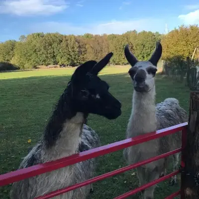 La Fermette Aux Lamas