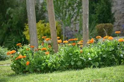 Jardin de l'établissement Domaine chez Maurice