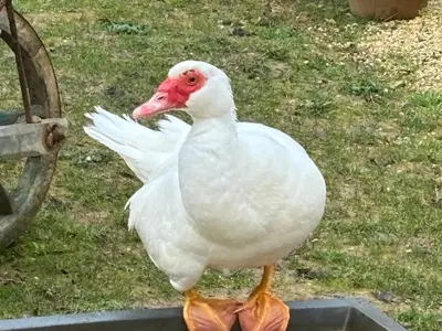 Animaux dans le B&B/chambre d'hôtes ou à proximité