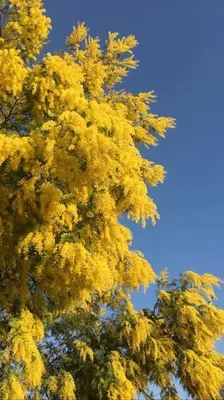 Plan de l'établissement Petit lupin de l’estuaire