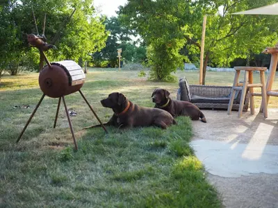 Animal ou animaux domestique(s) séjournant avec des clients dans l'établissement Pays de Joie - Caravan La Bohème