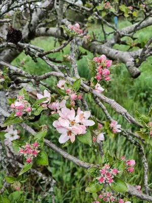 Jardin de l'établissement Moulin de Bellicout