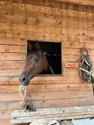 Animaux dans le B&B/chambre d'hôtes ou à proximité