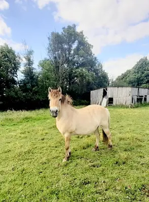 Animaux dans le B&B/chambre d'hôtes ou à proximité