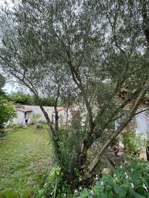 Jardin de l'établissement Sous l olivier