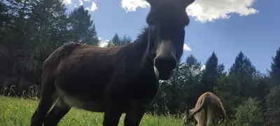Animaux dans le B&B/chambre d'hôtes ou à proximité