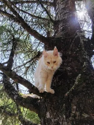 Animal ou animaux domestique(s) séjournant avec des clients dans l'établissement Le bois des fées de Chazelles