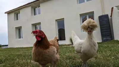 Animaux dans la maison de vacances ou à proximité