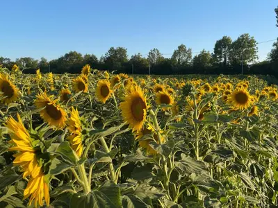 Plan de l'établissement Gîte de la ferme L'Archerie