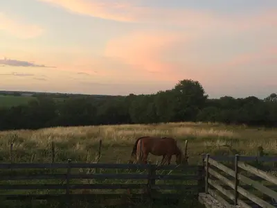 Animaux dans le B&B/chambre d'hôtes ou à proximité