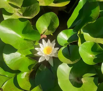 Jardin de l'établissement La chambre d'Hôt'ize