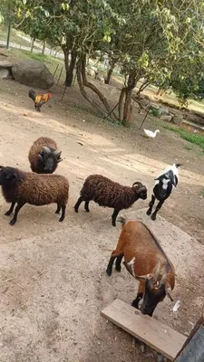 Animaux dans le B&B/chambre d'hôtes ou à proximité