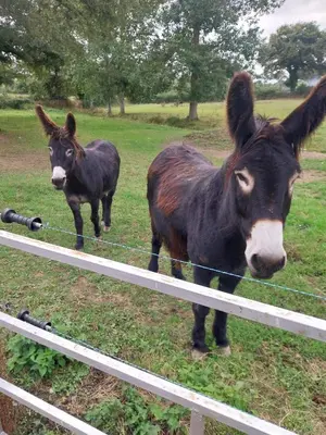 Animaux dans le B&B/chambre d'hôtes ou à proximité
