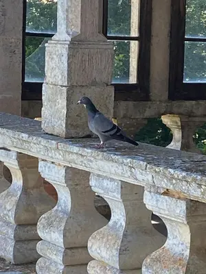 Animaux dans le B&B/chambre d'hôtes ou à proximité