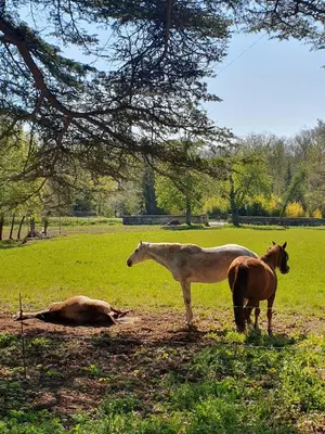 Animaux dans le lodge ou à proximité
