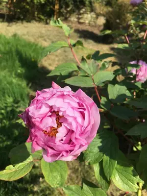 Jardin de l'établissement Moulin De Coupigny