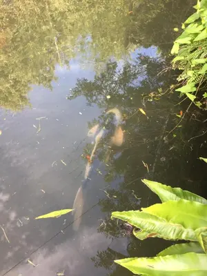Vue sur la rivière ou le fleuve situé(e) à proximité de la maison de vacances