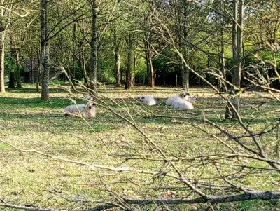 Animaux dans l'appartement ou à proximité