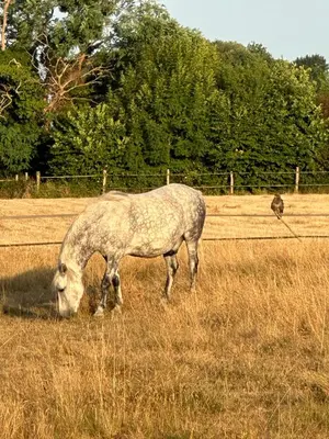 Animaux dans le camping ou à proximité