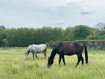 Animaux dans le camping ou à proximité