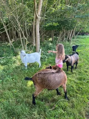 Animaux dans le camping ou à proximité