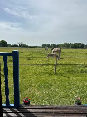 Animaux dans le camping ou à proximité