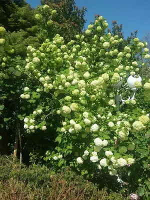 Jardin de l'établissement La roseraie