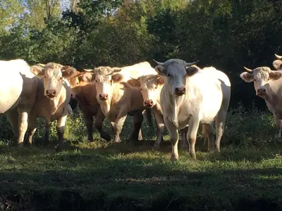 Animaux dans le B&B/chambre d'hôtes ou à proximité