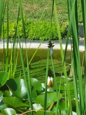 Jardin de l'établissement La Galerne