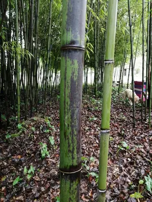 Paysage naturel près de la maison de vacances