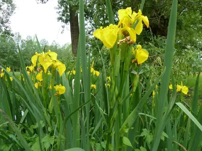 Jardin de l'établissement Le pré de Bonhomme