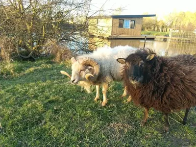 Animaux dans le chalet ou à proximité