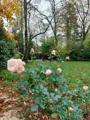 Jardin de l'établissement Le pré de Bonhomme