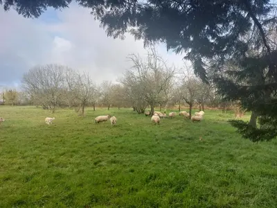 Animaux dans le B&B/chambre d'hôtes ou à proximité