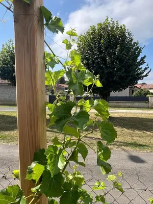 Plan de l'établissement Maison Vigneronne - Stay on a vineyard, in the winegrowers cottage