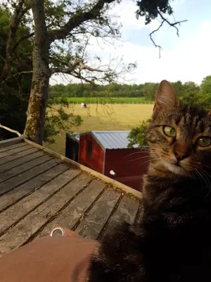 Animal ou animaux domestique(s) séjournant avec des clients dans l'établissement Gîte en matériaux naturels Sauna, couchers de soleil et chevaux