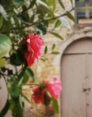Jardin de l'établissement Le balloir