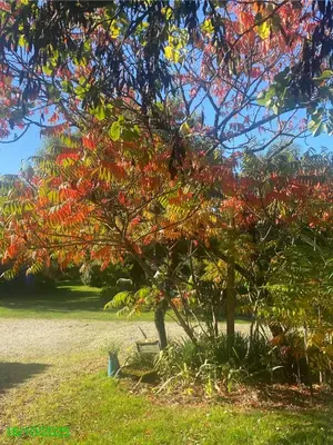 Jardin de l'établissement Suite familiale Namaste