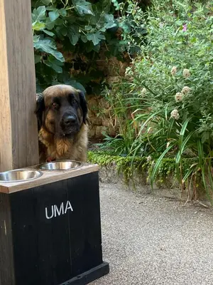 Animal ou animaux domestique(s) séjournant avec des clients dans l'établissement Au Cœur de Charroux